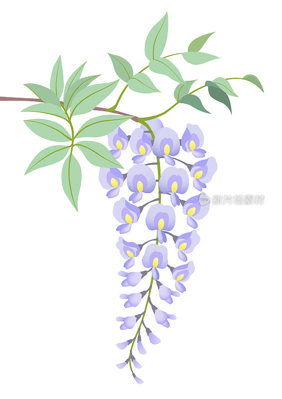 Blooming violet wisteria flowers, isolated on the white background